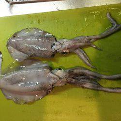 休みが出来たのでエギング 1人釣行